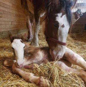 Meet your Posher, Lori